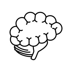 Human brain isolated icon vector illustration graphic design