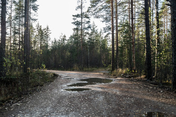 Fototapeta premium Bad forest road in a pine forest after the rain. Autumn the rough road through the pinery in the evening. Hiking the wild places of nature.