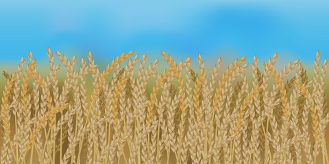 Horizontal seamless spelt field with the blue sky / Realistic vector spelt field in the harvesting time
