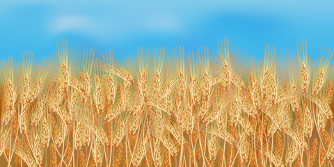 Horizontal seamless wheat field with the blue sky / Realistic vector wheat field in the harvesting time   © ksenashurubura