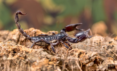 Scorpion, closeup of full body on natural wood chips