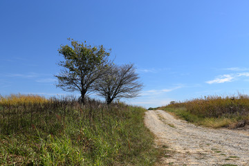 Two trees at the side of a lonely gravel road
