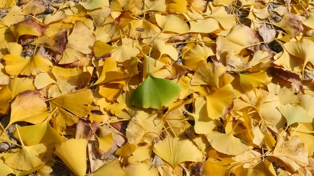 A much of fall yellow leaves of Gingko Biloba with a green