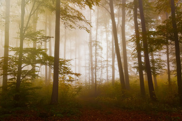 Autumn landscape with mysterious foggy fairytale forest.