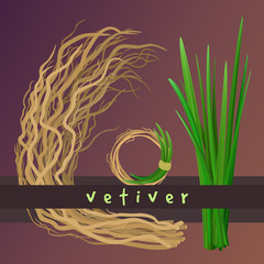 Vetiver grass (khus or Chrysopogon zizanioides), roots and leaves. Wreath with vetiver. Vector elements
