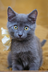 Fototapeta na wymiar Portrait of a little grey kitten