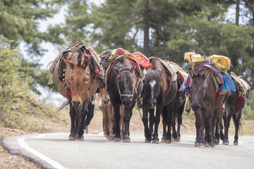 These pack animals are used to support trekking adventures in Bhutan.