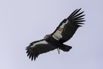 California Condor