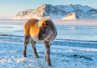 Iceland Ponies