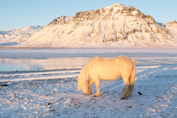 Iceland Ponies