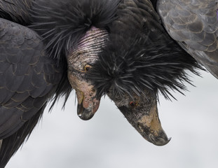 California Condor (gymnogyps californianus) chicks interaction 