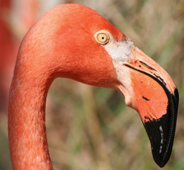 A closeup photo of a pink Flamingo
