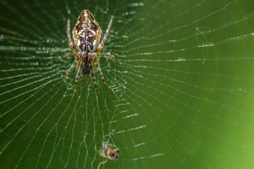 Spider in our garden