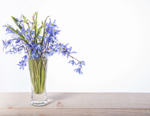 Bouquet of Blue Scilla Squill flowers, snowdrops, first spring flowers on white background. Happy Mother's Day or Spring holidays decoration.