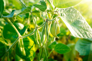Soybean pods with beans on a green field. Sunny day.