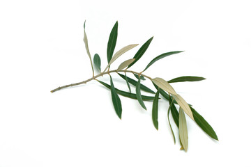 Olive Twig