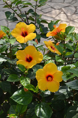 flowers of hibiscus