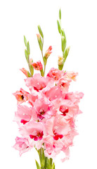 bouquet of pink gladioluses isolated on white