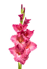 dark pink gladiolus isolated on white