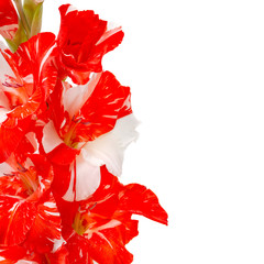 Red white gladiolus isolated on white