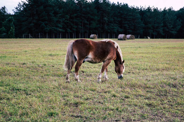 Horse at farm