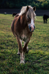 Horse at farm