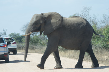 Fototapeta na wymiar Elephant in Kruger National Park, (South Africa).