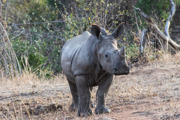 Lovely breeding of  white rhino