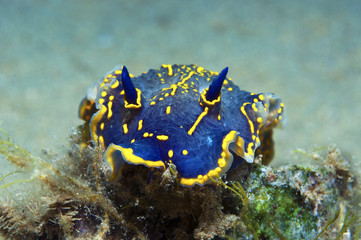 nudibranch blue