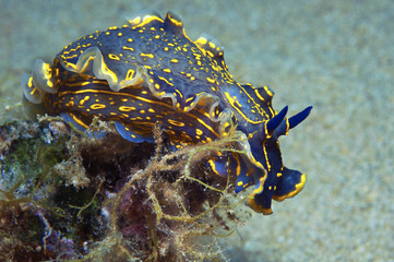 nudibranch blue