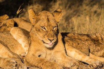 Lion in the Savanna