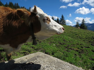 放牧地の牛の横顔