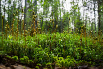 Forest moss after rain
