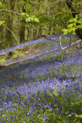 Bluebell Woods