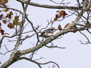 Downy Woodpecker