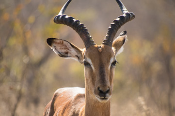 Gazelle