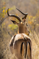 Gazelle