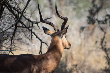 Gazelle