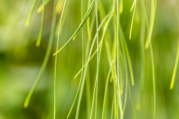 Green bokeh of grass stems