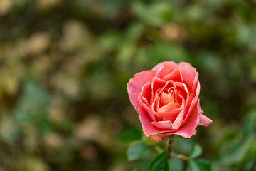 Lovely blooming pink rose