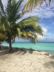 Palm trees enjoy the view too