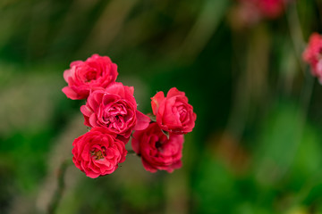 Red roses in a park at sunshine