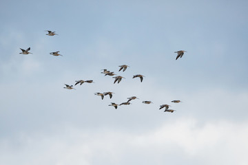 Eurasian Curlew, Curlew, Numenius arquata