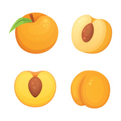Collection of isolated cut and whole vector peaches. Vector apricot illustration in curtoon style