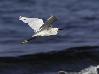 Little Egret  in Flight Over Sea