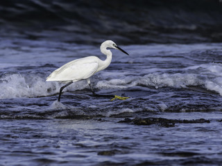 Little Egret  Foraging on the Sea Shore