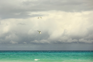 Fototapeta na wymiar two seagulls