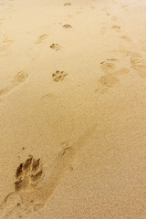 Fototapeta na wymiar footprints of dog paws on the sand