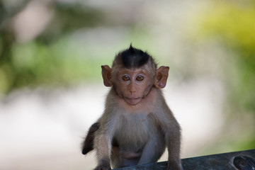 可愛いサル