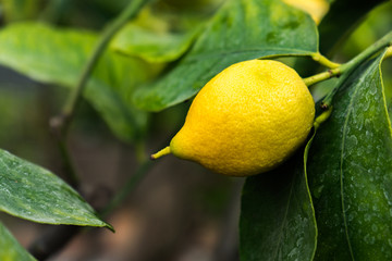 one single yellow lemon on a tree